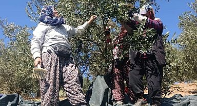 Coğrafi işaretli Domat zeytininde hasat başladı
