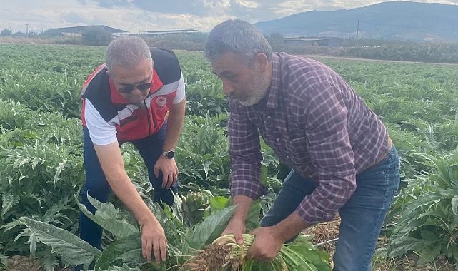 Coğrafi işaretli Gölhisar Enginarı'nda hasat için geri sayım başladı
