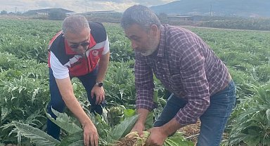 Coğrafi işaretli Gölhisar Enginarı'nda hasat için geri sayım başladı