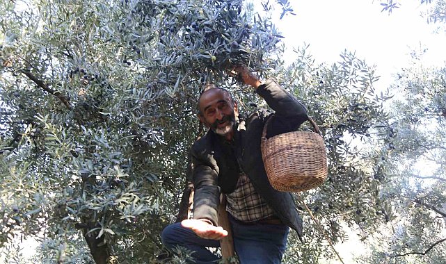 Çoruh Vadisi'nde Butko zeytini hasadı başladı