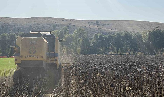 Çorum Belediyesinin atıl arazide yetiştirdiği ayçiçek hasat edildi