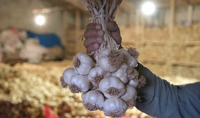 Çorum Üyük Sarımsağı coğrafi işaretle tescillendi