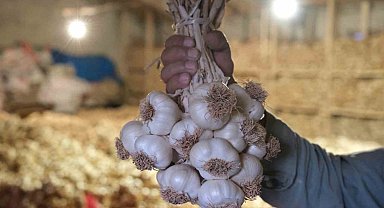 Çorum Üyük Sarımsağı coğrafi işaretle tescillendi