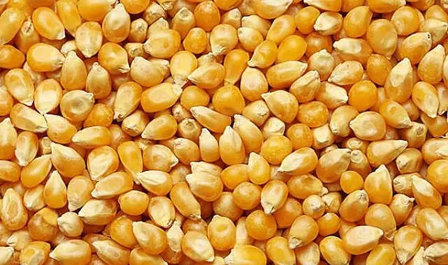 Dalaman'da 1.400 ton dane mısır satışa çıkıyor