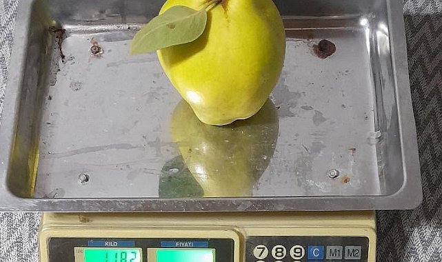 Dalların altın sarısı tartıyı zorladı