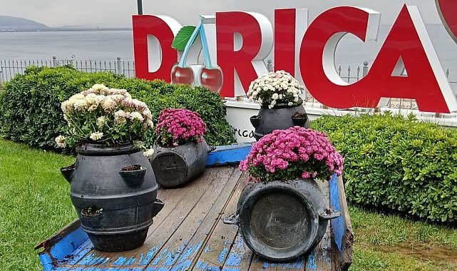 Darıca'da yeşil alanlar mevsimlik çiçeklerle renkleniyor