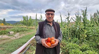 Dededen kalan domates tohumunu geleceğe taşıyor