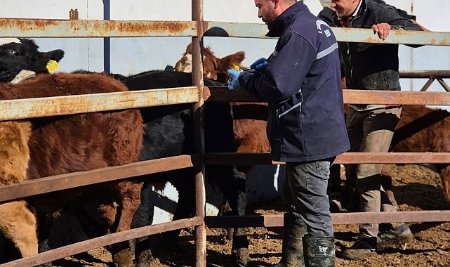 Demirözü'nde şap aşılama çalışmaları devam ediyor