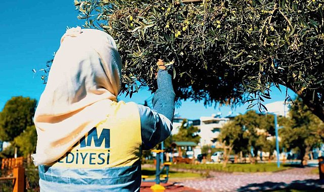 Didim Belediyesi, zeytin hasadına başladı