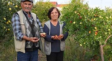 Diktiği fidanların meyvelerini almaya başladı