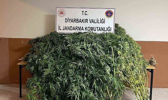 Diyarbakır'da 57 bin 700 kök kenevir ele geçirildi