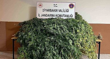 Diyarbakır'da 57 bin 700 kök kenevir ele geçirildi