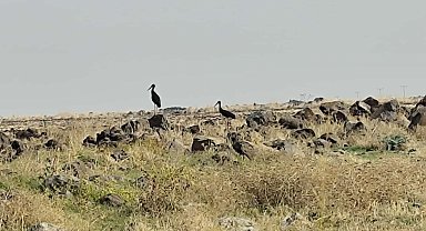 Diyarbakır'da leylek göçü başladı: Göç yolundaki kara leylekler dikkat çekti