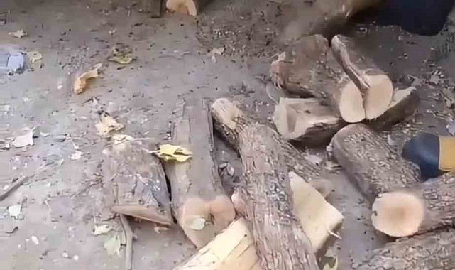 Diyarbakır'da odunluğa giren yılan itfaiyeyi harekete geçirdi