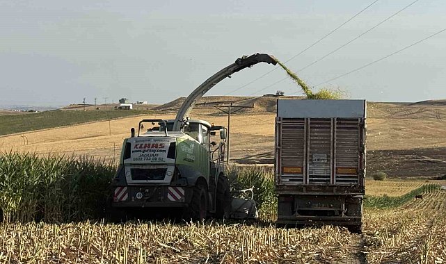 Diyarbakır'da silajlık mısır hasadı başladı