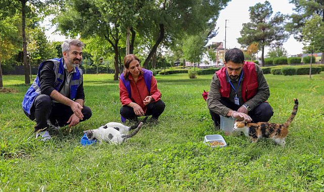 Diyarbakır'da sokak hayvanları için farkındalık çalışması