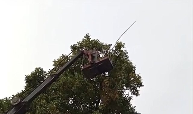 Doski Vadisi'nde vinçle ceviz hasadı yapıldı