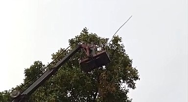 Doski Vadisi'nde vinçle ceviz hasadı yapıldı