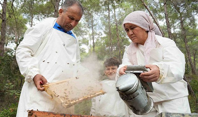 Dünyada 'Çam Balı'nın yüzde 90'ı Türkiye'de üretiliyor: Bereketli sağım başladı