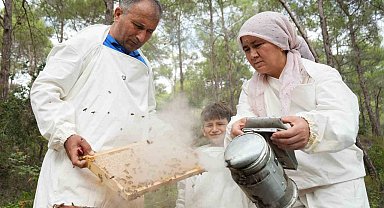 Dünyada 'Çam Balı'nın yüzde 90'ı Türkiye'de üretiliyor: Bereketli sağım başladı