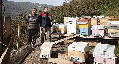Düzce'de 4 köyde arılı kovan sayımı yapıldı