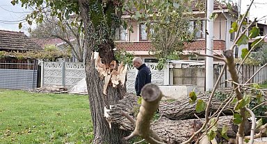 Düzce'de fırtınada devrilen ağaçlar kaldırılıyor