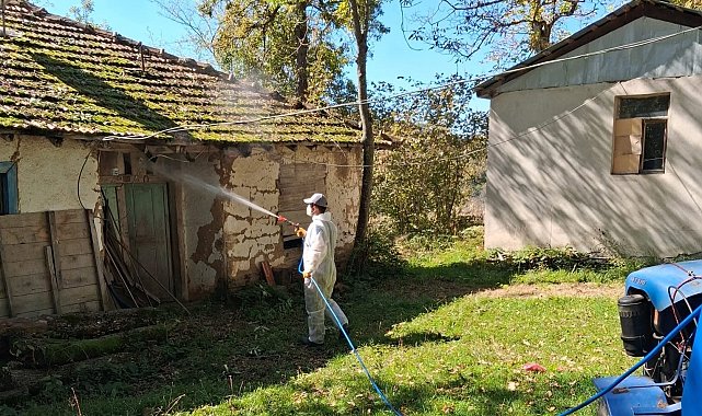 Düzce'de kahverengi kokarcaya karşı kışlak mücadelesi başladı