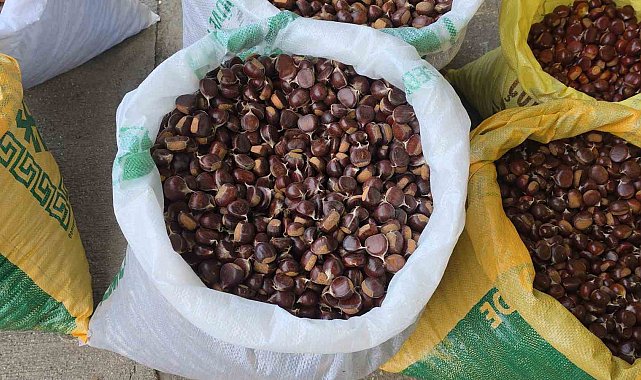 Düzce'nin coğrafi işaretli kuzu kestanesi tezgahlardaki yerini aldı