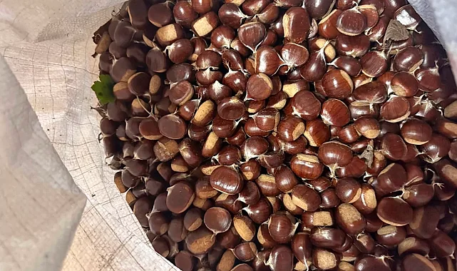 Düzce'de yeni sezon kestane pazara indi