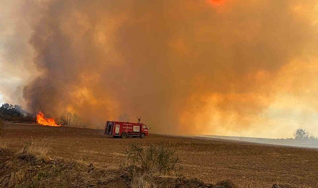 Edirne'de anız yangını: Kaplumbağalar ve yabani hayvanlar da etkilendi