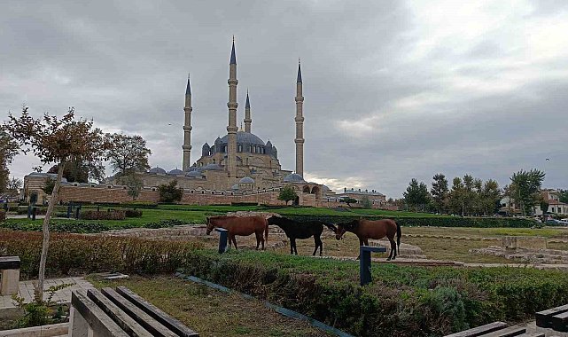 Edirne'de Selimiye Meydanı'nda başıboş atlar görenleri şaşırttı