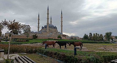 Edirne'de Selimiye Meydanı'nda başıboş atlar görenleri şaşırttı