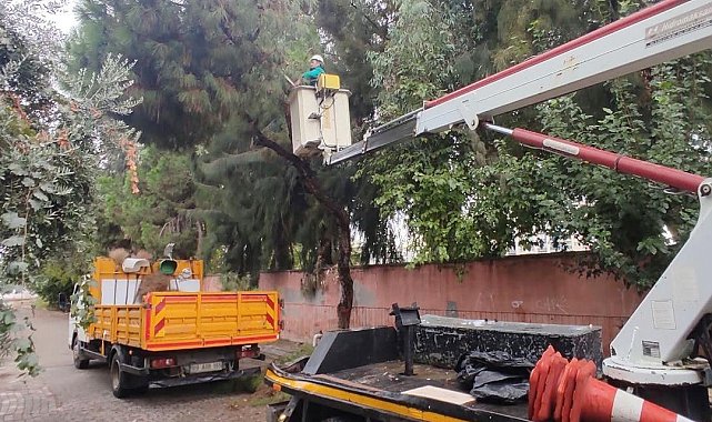 Efeler'de ağaç budama çalışmaları sürüyor