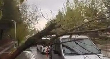 Elazığ'da ağaç, aracın üstüne devrildi