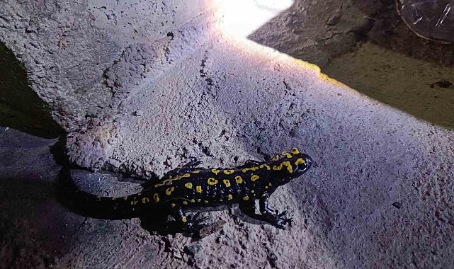 Elazığ'da benekli semender görüntülendi