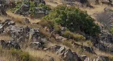 Elazığ'da koruma altındaki dağ keçileri sürü halinde görüntülendi