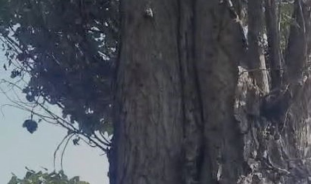 Elazığ'da sincapların ceviz toplama telaşına güldüren yorum: "Böyle iki sincap yetiştirsek bize ceviz toplarlar"