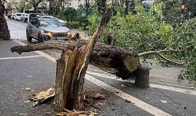 Erdek'te fırtına ağacı gövdesinden kırdı