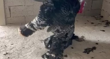 Erkek hindi, vefat eden dişi hindinin başından ayrılmadı