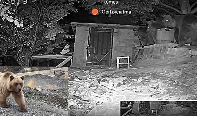 Erzincan'da 3 ayı bağ evinin bahçesine girdi