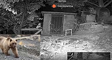 Erzincan'da 3 ayı bağ evinin bahçesine girdi