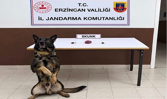 Erzincan'da bonzai hammaddesi ve skunk ele geçirildi