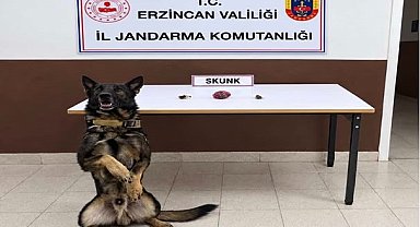 Erzincan'da bonzai hammaddesi ve skunk ele geçirildi