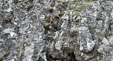 Erzincan'da kurtlarla yaban keçilerinin amansız mücadelesi kamerada