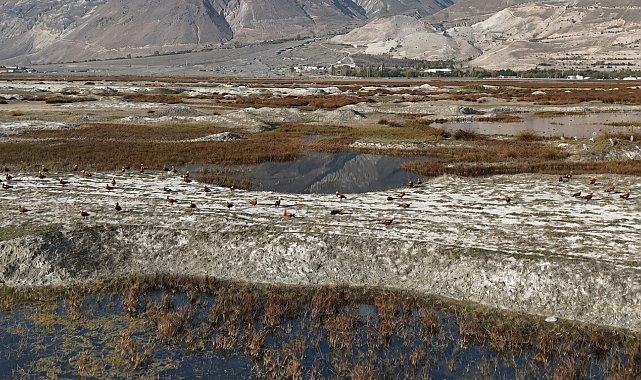 Erzincan'da Kuş Cenneti'nde göç öncesi son görüntüler