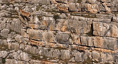 Erzincan'da yaban keçileri Munzur Dağları'nda görüntülendi