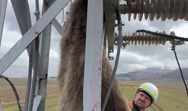 Erzurum'da elektrik direğine çıkan yavru bozayı akıma kapılarak telef oldu