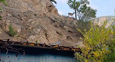 Erzurum'da ezber bozan dostluk: Dağ keçileri evin çatısını mesken tuttu