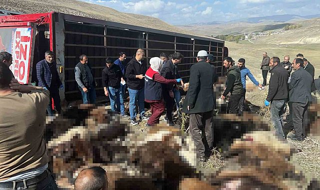 Erzurum'da hayvan yüklü tır devrildi: 130 küçükbaş hayvan telef oldu