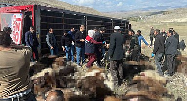 Erzurum'da hayvan yüklü tır devrildi: 130 küçükbaş hayvan telef oldu